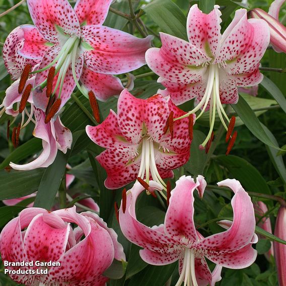 Lily var. rubrum 'Uchida'