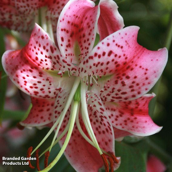 Lily var. rubrum 'Uchida'