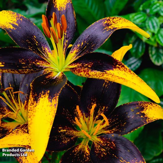 Lily 'Tiny Massive'