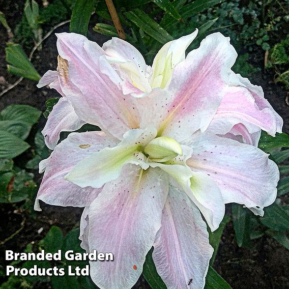 Tree Lily 'Monet'
