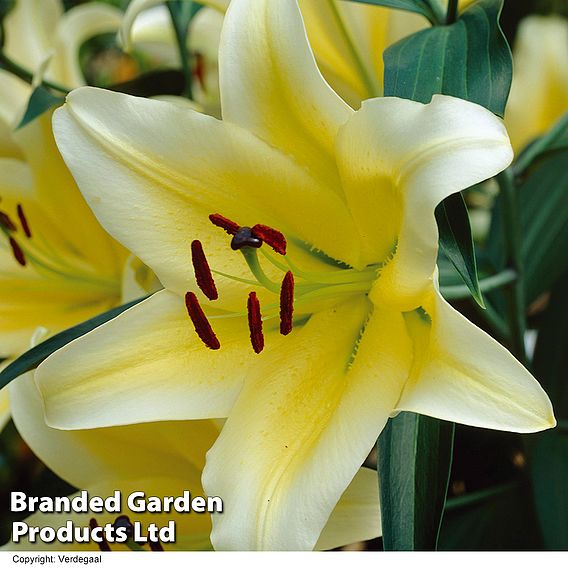 Tree Lily 'Yellow Rocket'