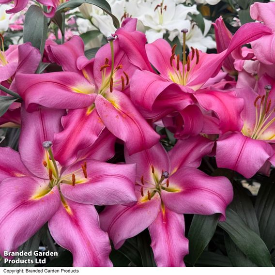 Lily 'Veneto'