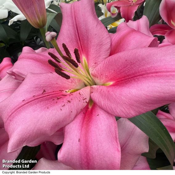 Lily 'Veneto'