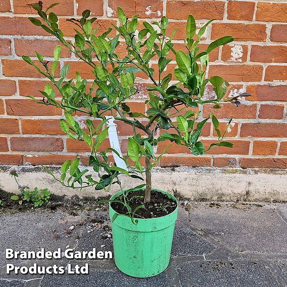 Citrus Plant - Kaffir Lime