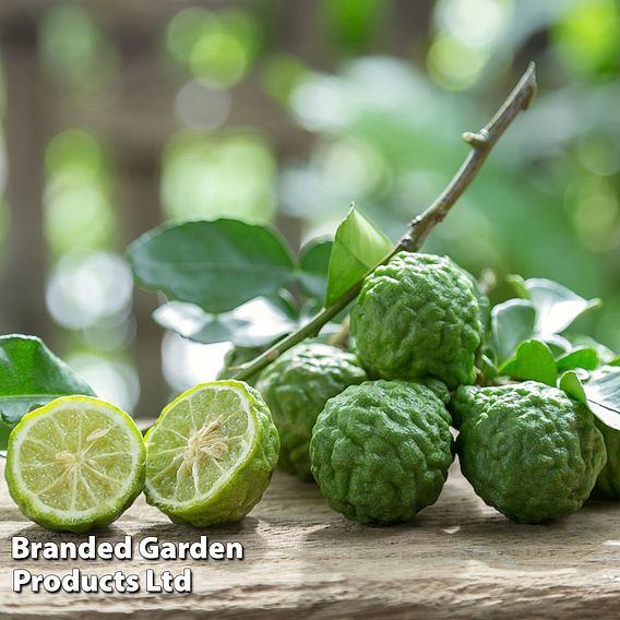 Citrus Plant - Kaffir Lime