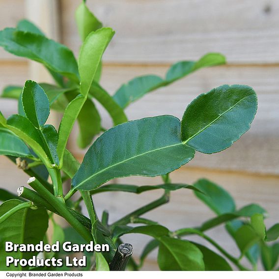 Citrus Plant - Kaffir Lime