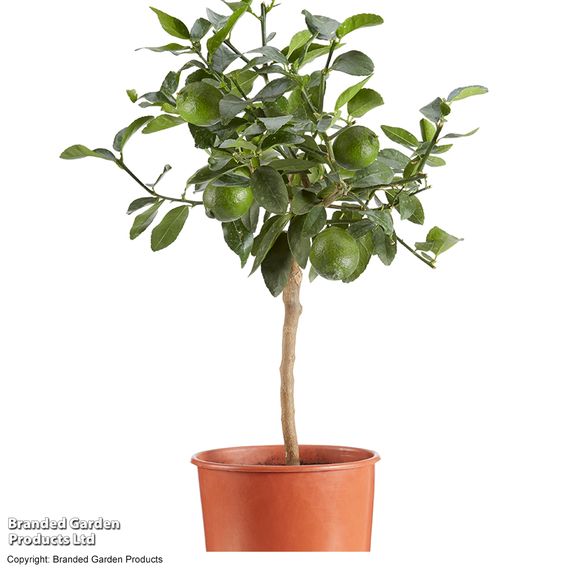Lime 'Tahiti' (Citrus Fruit)