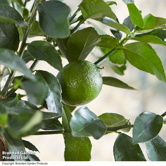 Lime 'Tahiti' (Citrus Fruit)