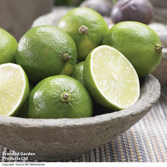 Lime 'Tahiti' (Citrus Fruit)