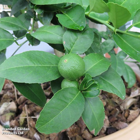 Lime 'Tahiti' (Citrus Fruit)