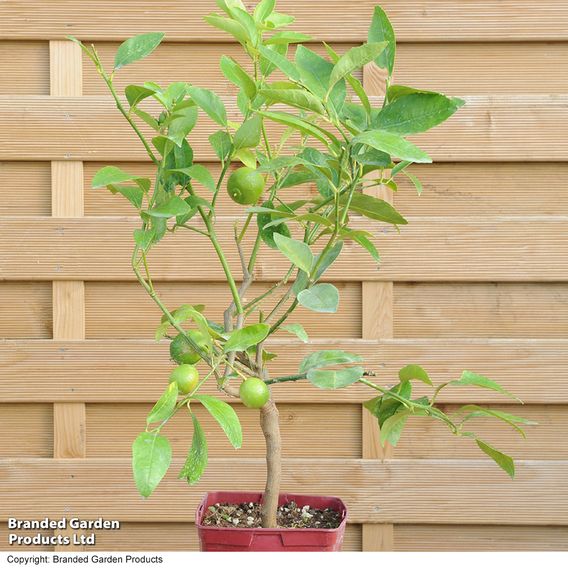Lime 'Tahiti' (Citrus Fruit)