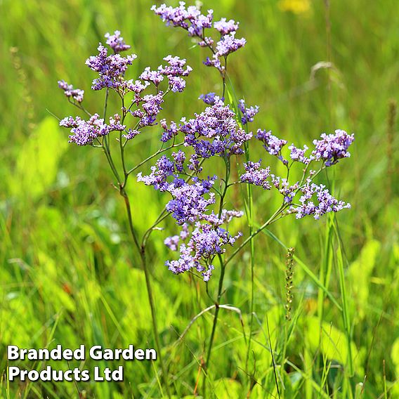 Limonium gmelinii
