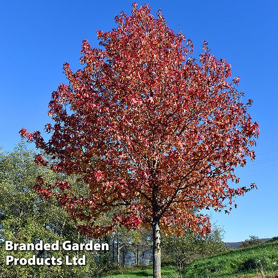 Liquidambar styraciflua 'Worplesdon'