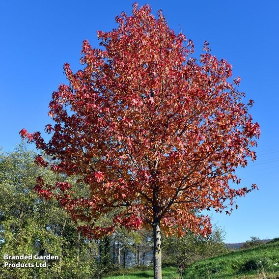 Liquidambar styraciflua (Mature Tree)