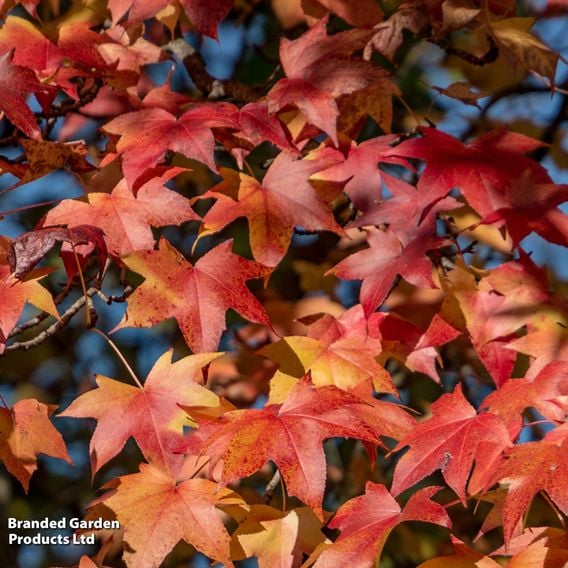 Liquidambar styraciflua (Mature Tree)