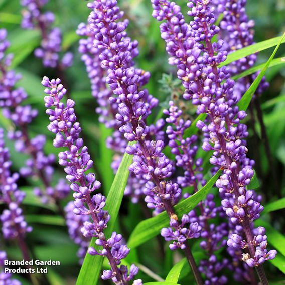 Liriope muscari