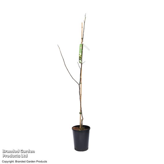 Liriodendron tulipifera 'Snow Bird'