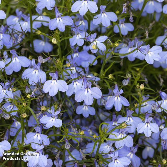 Lobelia 'Cambridge Blue' - Pellet Seeds