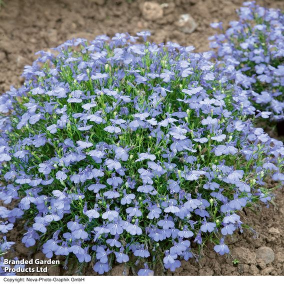 Lobelia 'Cambridge Blue' - Pellet Seeds