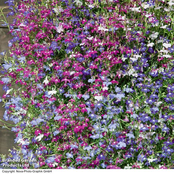 Lobelia 'Cascade Mixed' - Pellet Seeds