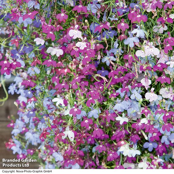 Lobelia 'Cascade Mixed' - Pellet Seeds