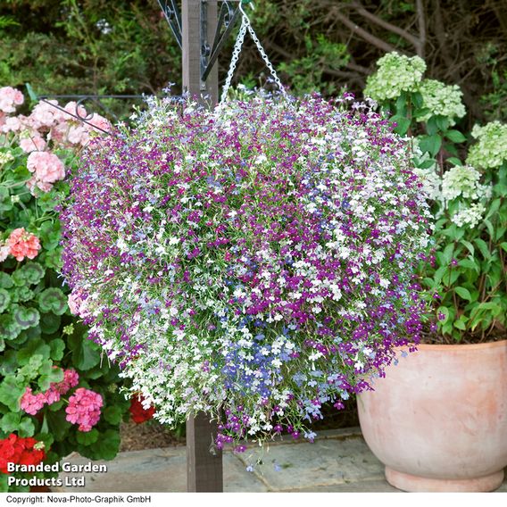 Lobelia 'Cascade Mixed' - Pellet Seeds