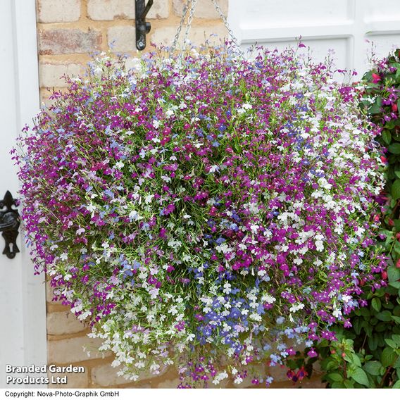 Lobelia 'Cascade Mixed' - Pellet Seeds
