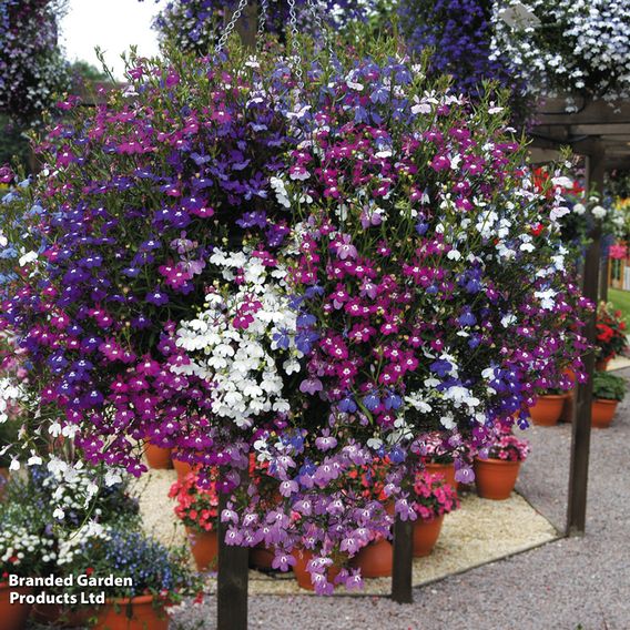 Lobelia 'Cascade Mixed' - Pellet Seeds