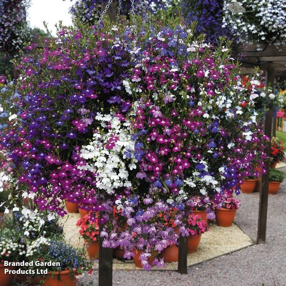 Lobelia 'Cascade Improved Mixed'