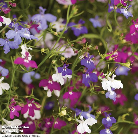 Lobelia 'Cascade Mixed' - Pellet Seeds
