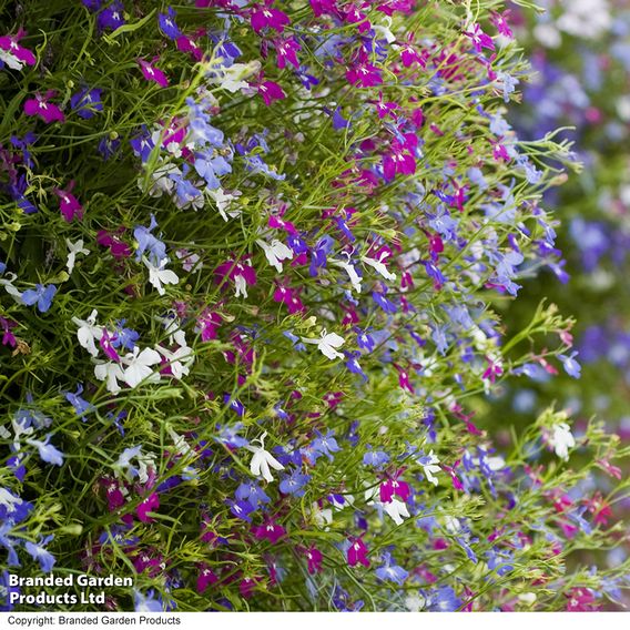 Lobelia 'Cascade Mixed' - Pellet Seeds