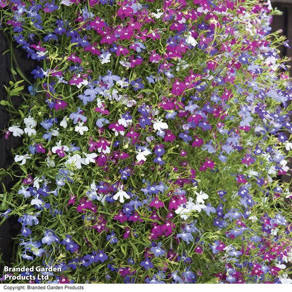 Lobelia 'Cascade Mixed' - Pellet Seeds