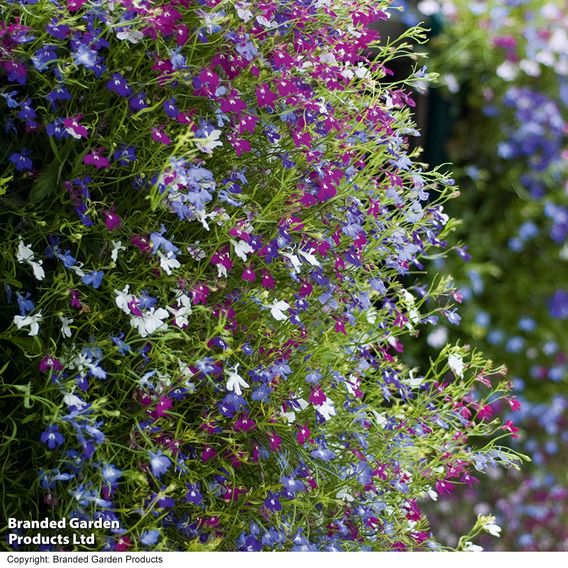 Lobelia 'Cascade Mixed' - Pellet Seeds