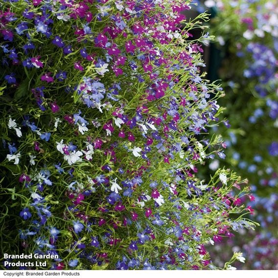 Lobelia 'Cascade Improved Mixed'