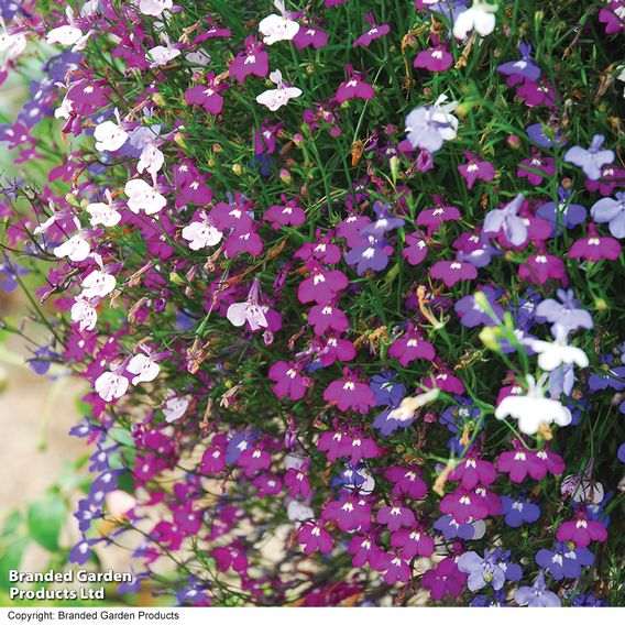 Lobelia 'Cascade Mixed' - Pellet Seeds