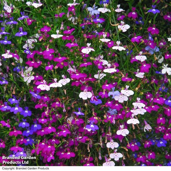 Lobelia 'Cascade Improved Mixed'