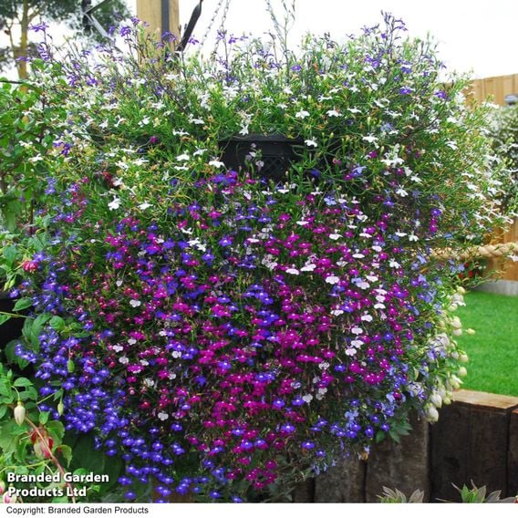 Lobelia 'Cascade Improved Mixed'