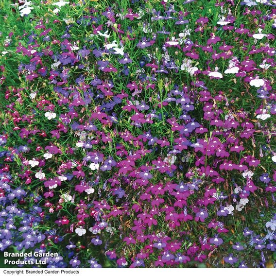 Lobelia 'Cascade Improved Mixed'