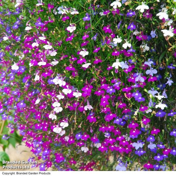 Lobelia 'Cascade Improved Mixed'