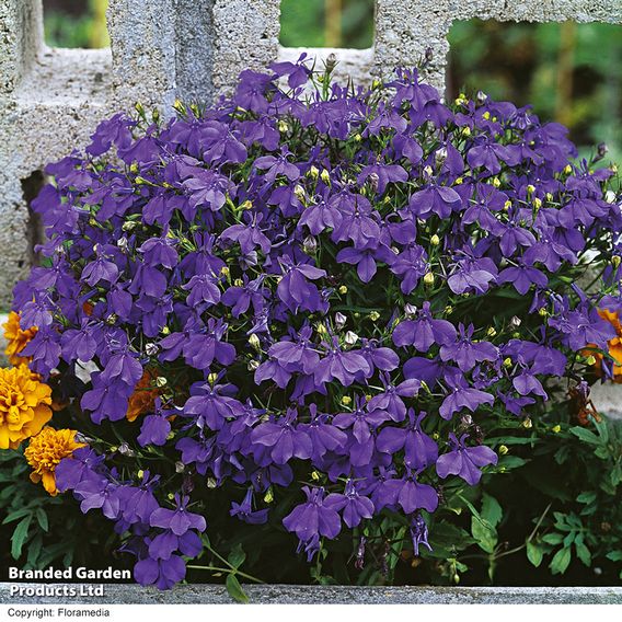 Lobelia 'Crystal Palace' - Seeds