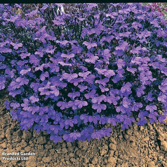 Lobelia 'Crystal Palace' - Seeds