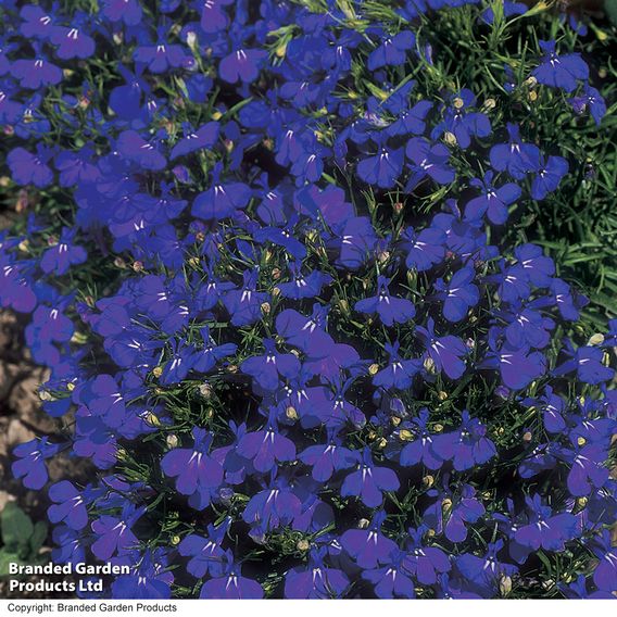 Lobelia 'Crystal Palace' - Seeds