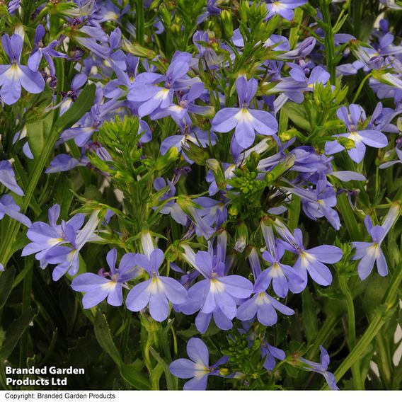 Lobelia 'Crystal Palace' - Seeds
