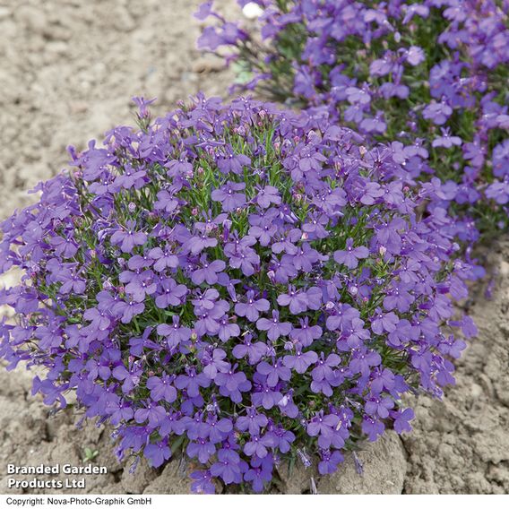 Lobelia 'Crystal Palace' - Seeds