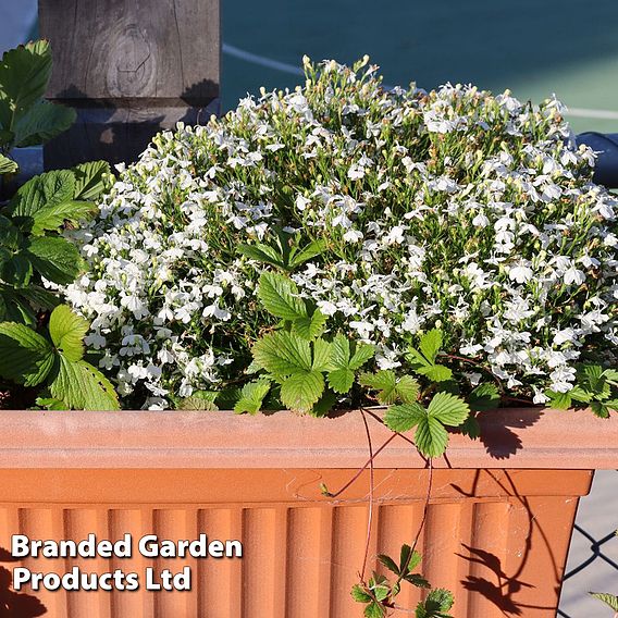 Lobelia 'Fountain White'