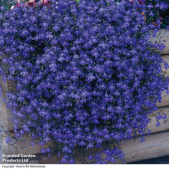 Lobelia 'Monsoon'