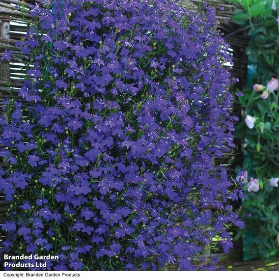 Lobelia 'Monsoon'