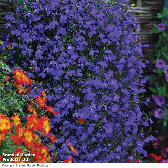 Lobelia 'Monsoon'