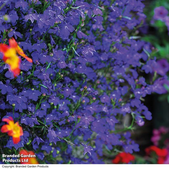 Lobelia 'Monsoon'