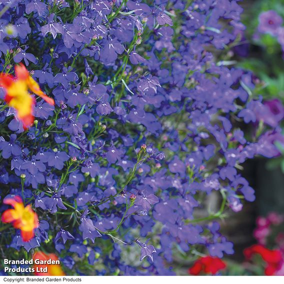 Lobelia 'Monsoon'